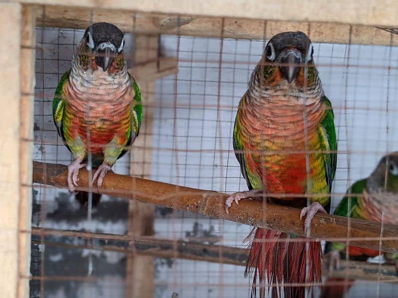 yellow saded conure 3 pair very good red factors 6