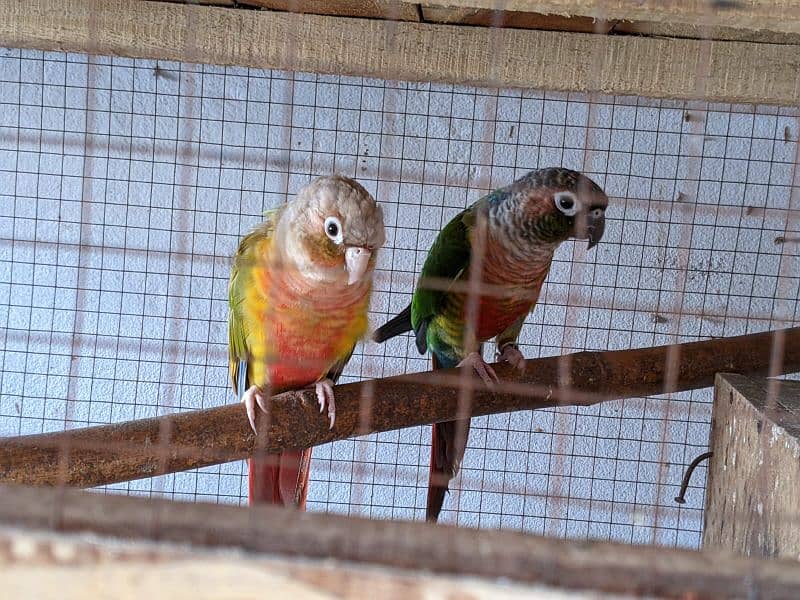 yellow saded conure 3 pair very good red factors 7