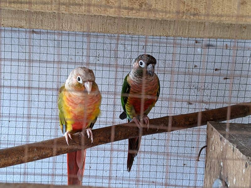 yellow saded conure 3 pair very good red factors 8