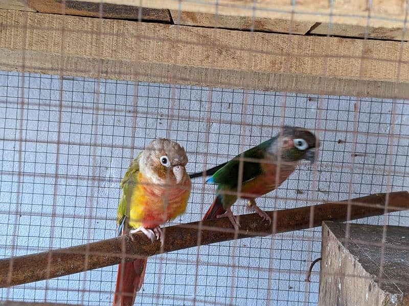 yellow saded conure 3 pair very good red factors 9