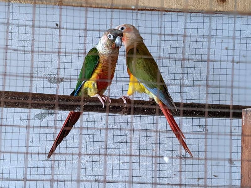 yellow saded conure 3 pair very good red factors 10