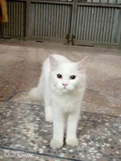 Persian white cat .