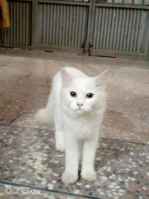 Persian white cat . 0