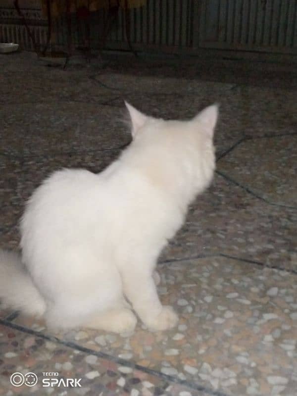 Persian white cat . 3