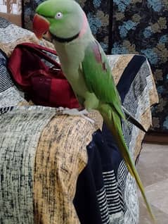 Talking parrot sale