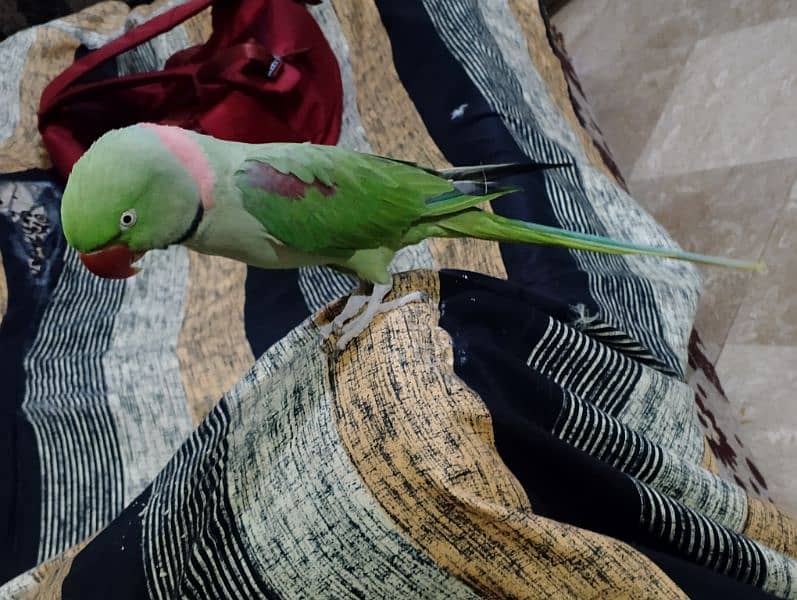 Talking parrot sale 2