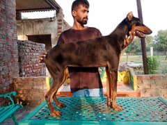 Doberman female available for farm house's