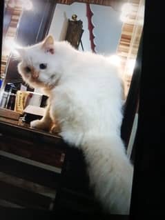 persian cat for sale