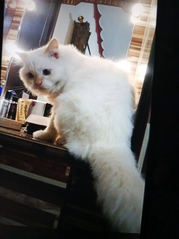 persian cat for sale 0