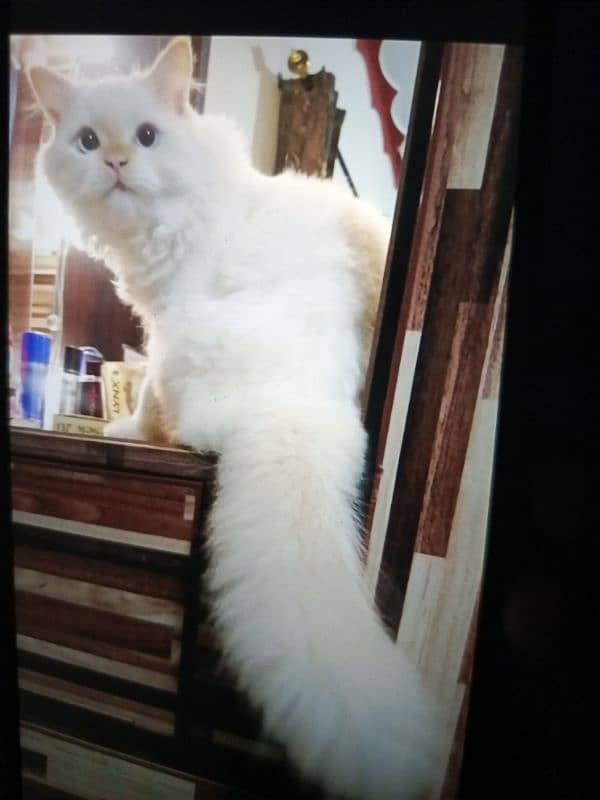 persian cat for sale 1