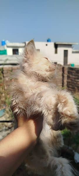 Persian Kitten 6 months Old Fawn colour 5