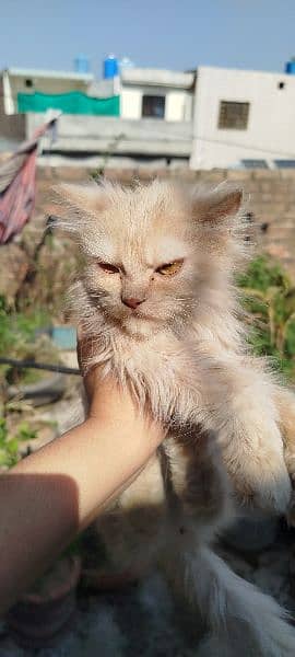 Persian Kitten 6 months Old Fawn colour 6