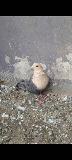 Fancy Pegion For Sale Urgent sale total 4 kabootar