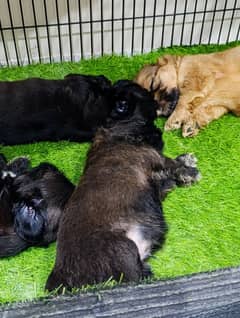 shitzu puppies for sale