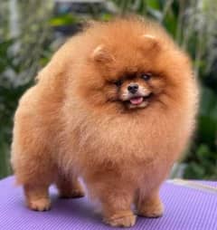 Pomeranian Female