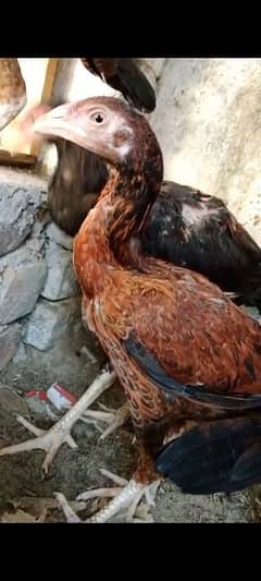 chiks  for sale 03170525153