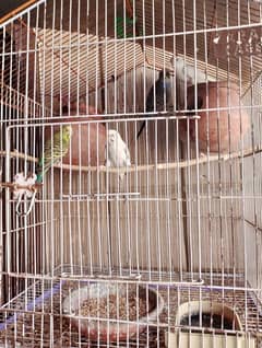 Budgies (3 pairs) ALONG WITH CAGE AND POTS