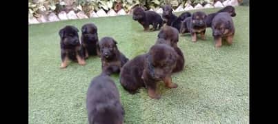 German shepherd double coat puppies