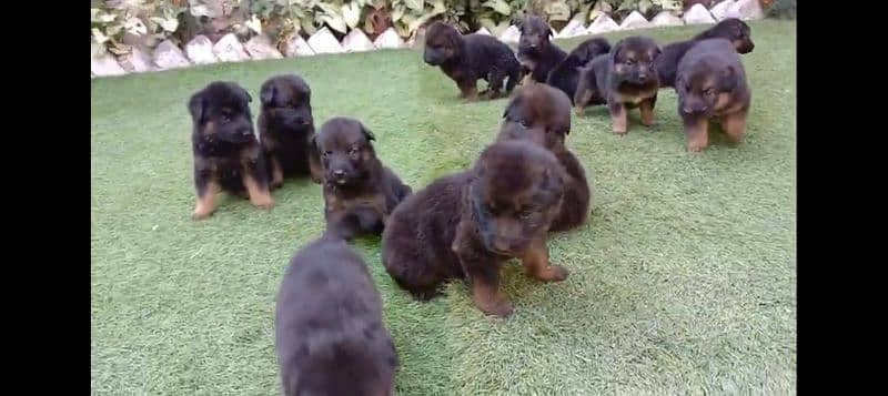 German shepherd double coat puppies 0