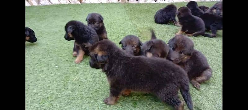 German shepherd double coat puppies 1