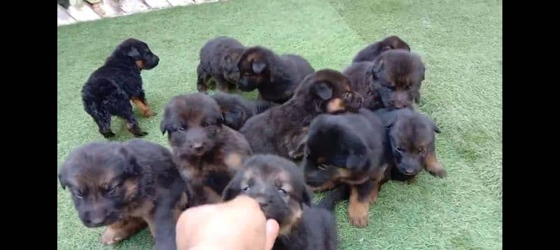 German shepherd double coat puppies 2