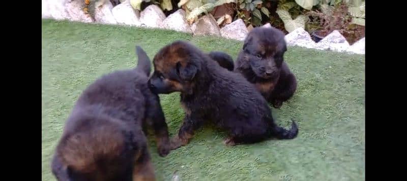 German shepherd double coat puppies 3