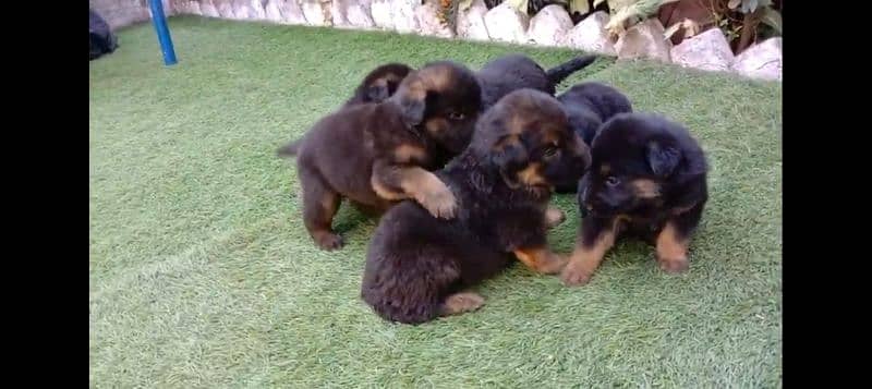 German shepherd double coat puppies 4