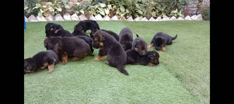 German shepherd double coat puppies 5