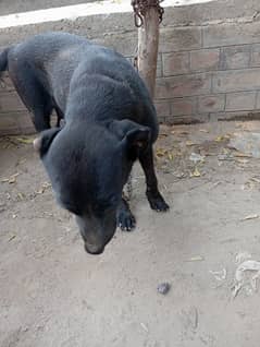 Labrador female