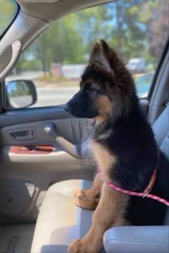 German shepherd male 4.5 months puppy