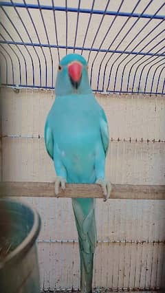 blue ringneck 9 months looking like female little bit talking