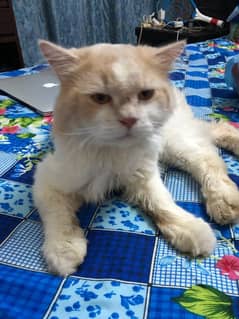 Male Persian Cat