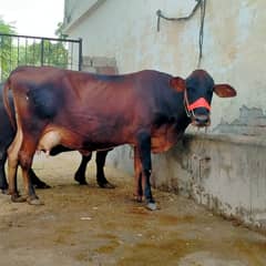 Cow | wacha | Desi cow 0