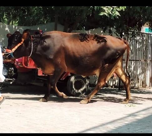 Cow | wacha | Desi cow 1