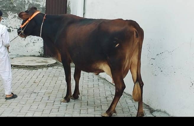 Cow | wacha | Desi cow 2