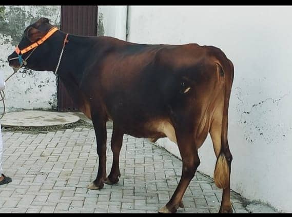 Cow | wacha | Desi cow 3