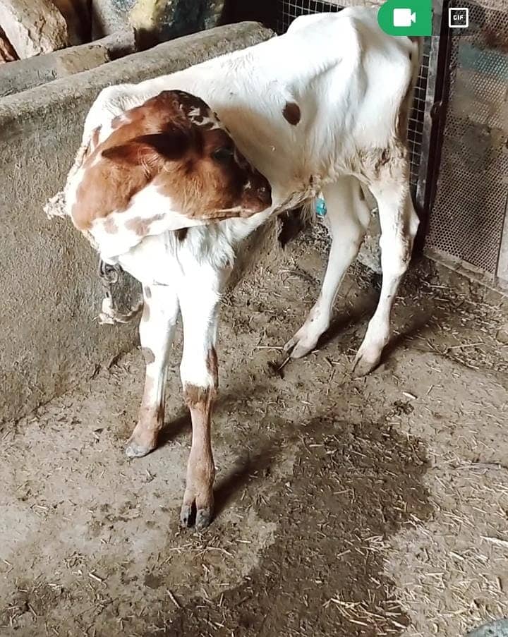 Cow | wacha | Desi cow 5