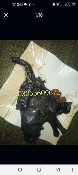 Ayam cemani chiks 0