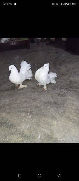 American white fan tail breeder pair 0