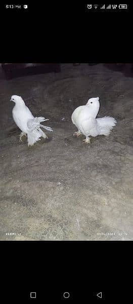 American white fan tail breeder pair 1