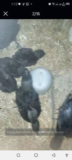 ayam cemani Chiks  eggs and breeders for sale