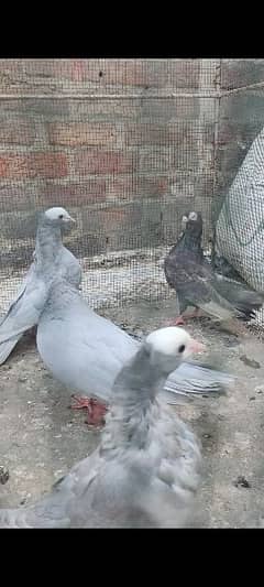 mukhi pigeon