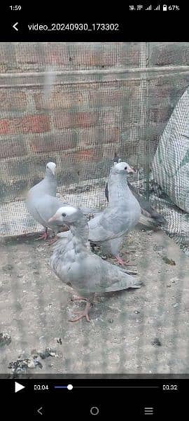 mukhi pigeon 3