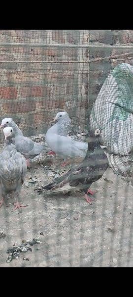 mukhi pigeon 5