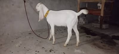 Rajan Puri Nasal Goats