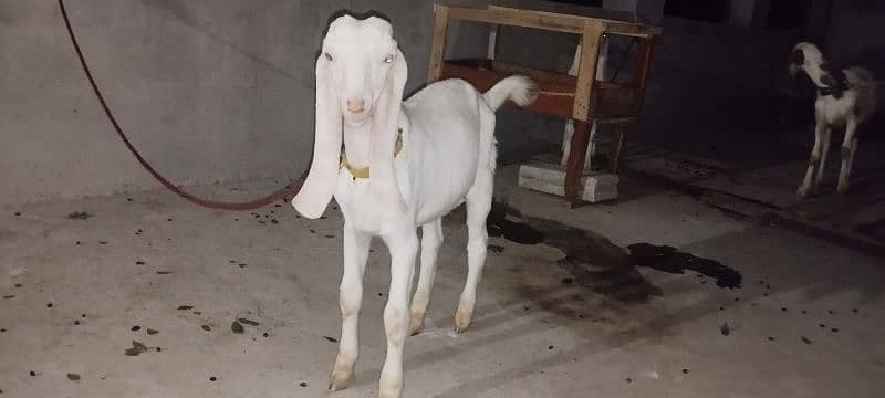 Rajan Puri Nasal Goats 1