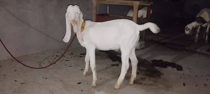 Rajan Puri Nasal Goats 2