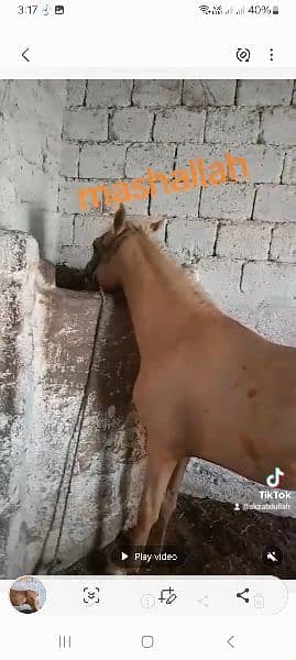 دیسی گھوڑا / Dasi nukra ghora / ghora / mushki horse 7