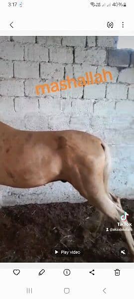 دیسی گھوڑا / Dasi nukra ghora / ghora / mushki horse 8