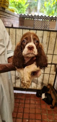 American cocker spaniels